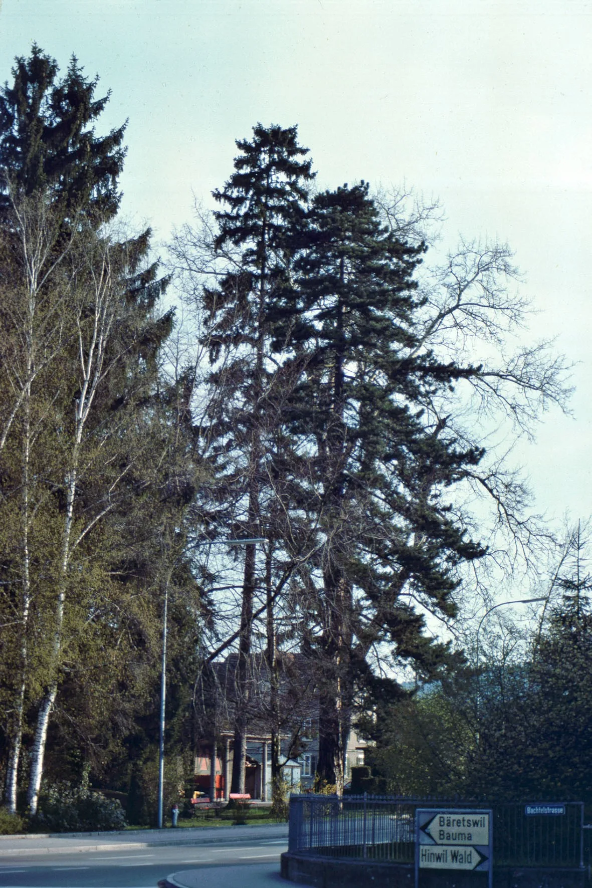 So sah die Gegend rund um die Schwarzkiefer in den 80er Jahren aus. Bäume prägen ein Bild eines Strassenabschnitts.